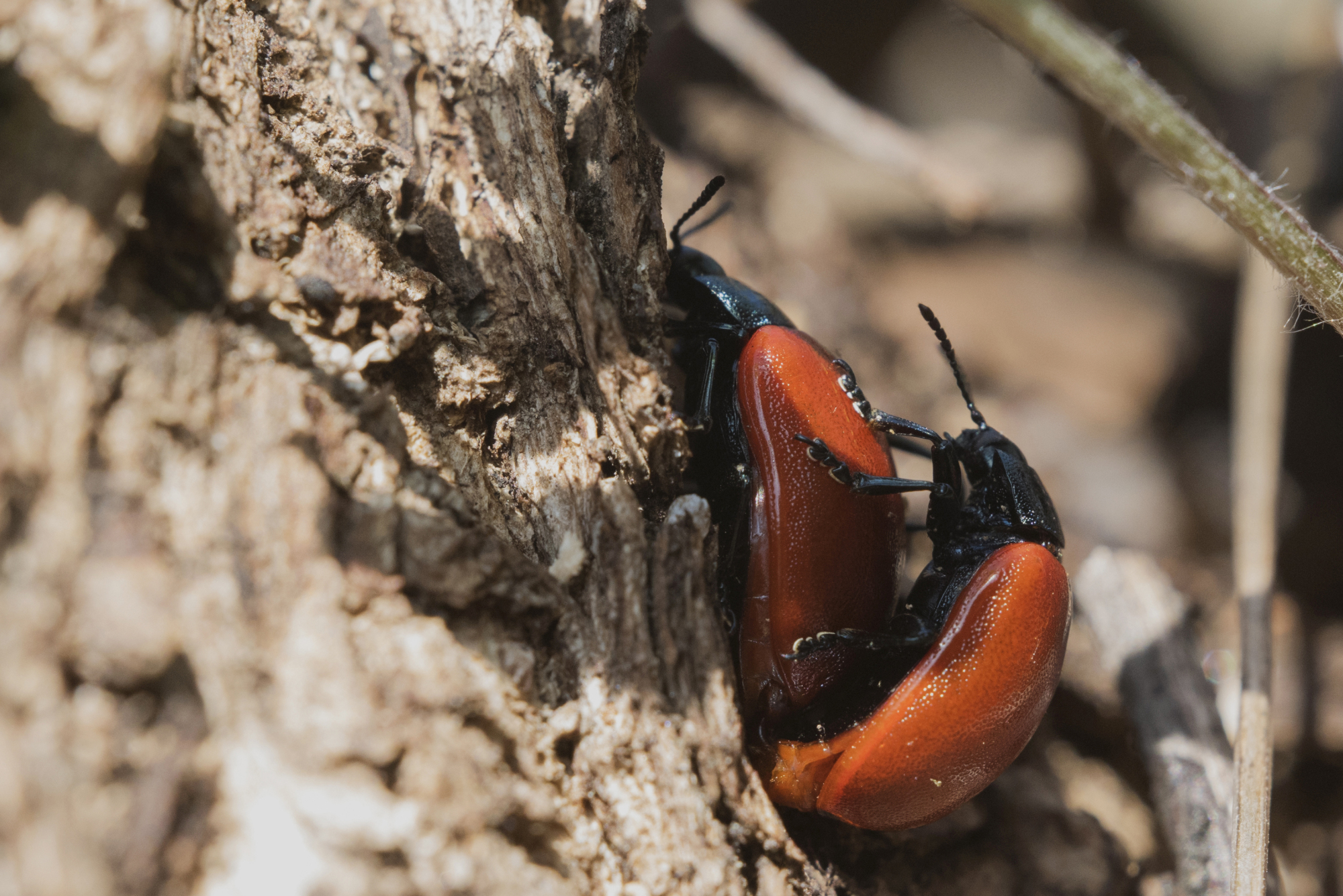 鞘翅目昆虫叶甲