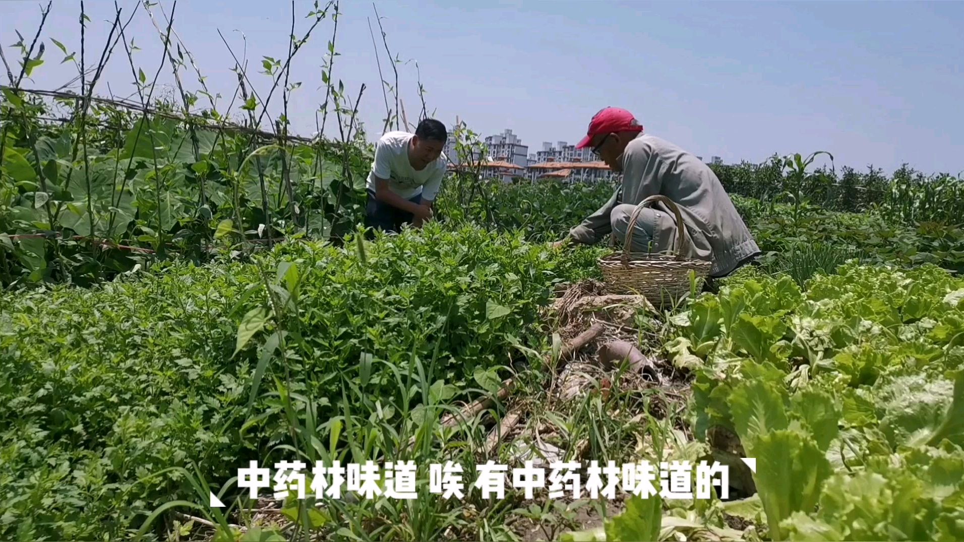 农村小伙田间看菊花菜,农民大叔讲了啥?中药材