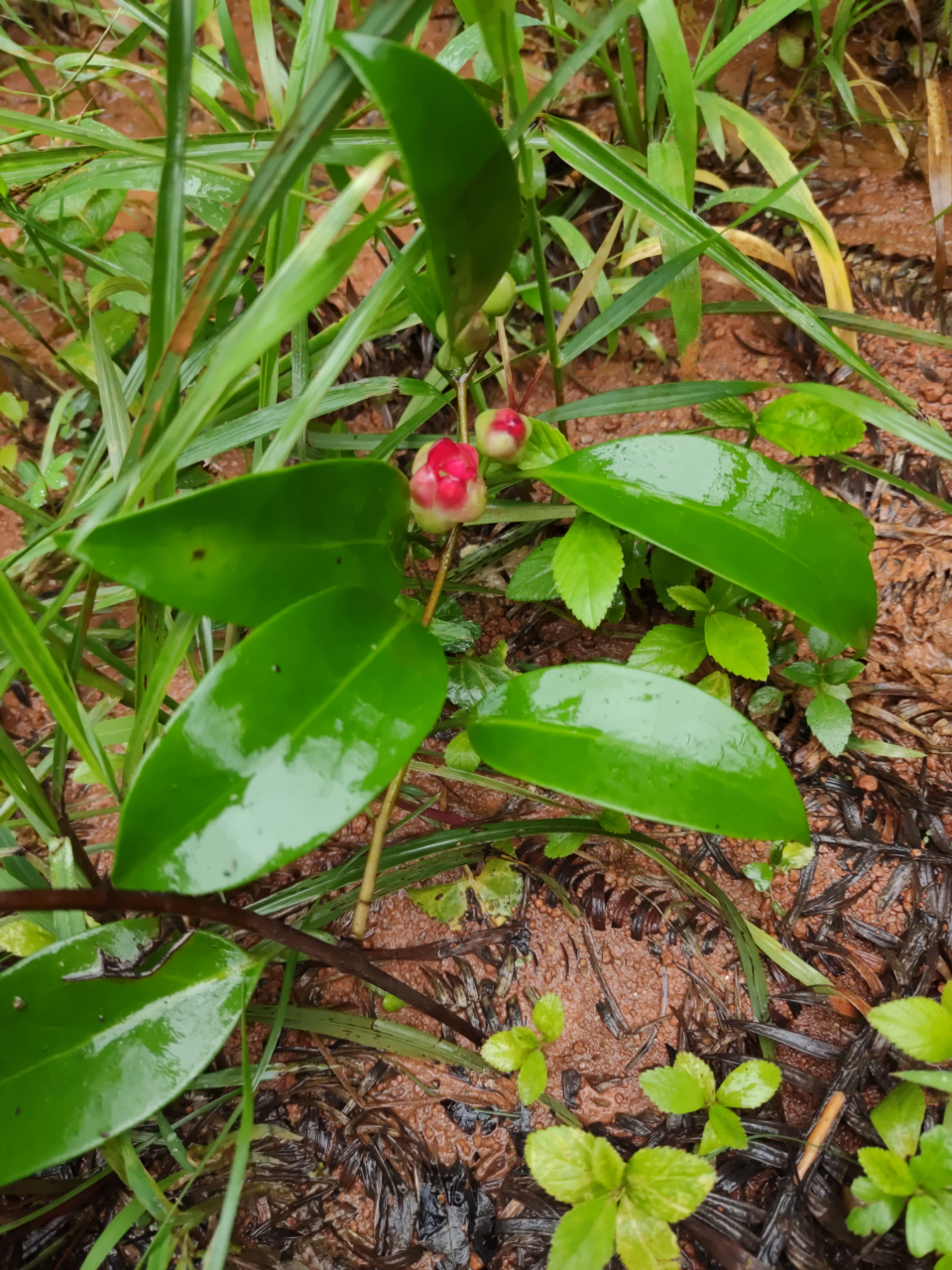 野生的黑老虎正在开花