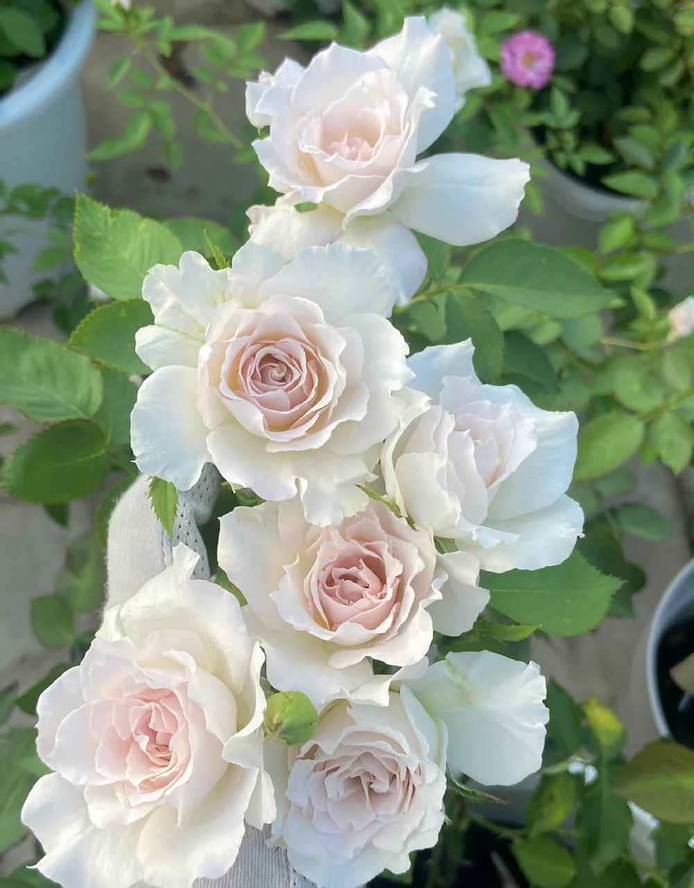 莎菲天使是日本河本纯子育种的一款月季,植株高度在120厘米左右,花朵