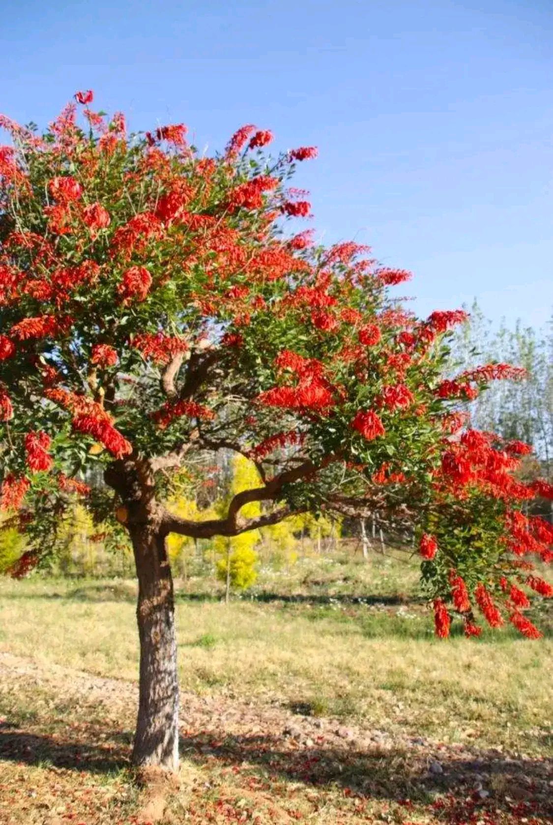 鸡冠树花开红艳艳