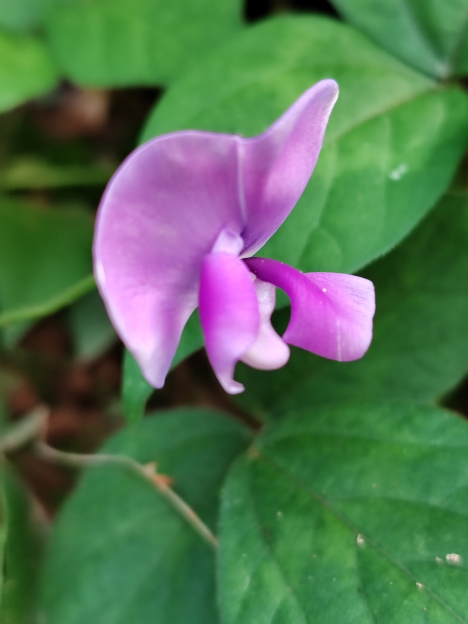 像彩蝶一样在秋风中摇摆的野缸豆花,也非常美艳,大自然写真摄影图片