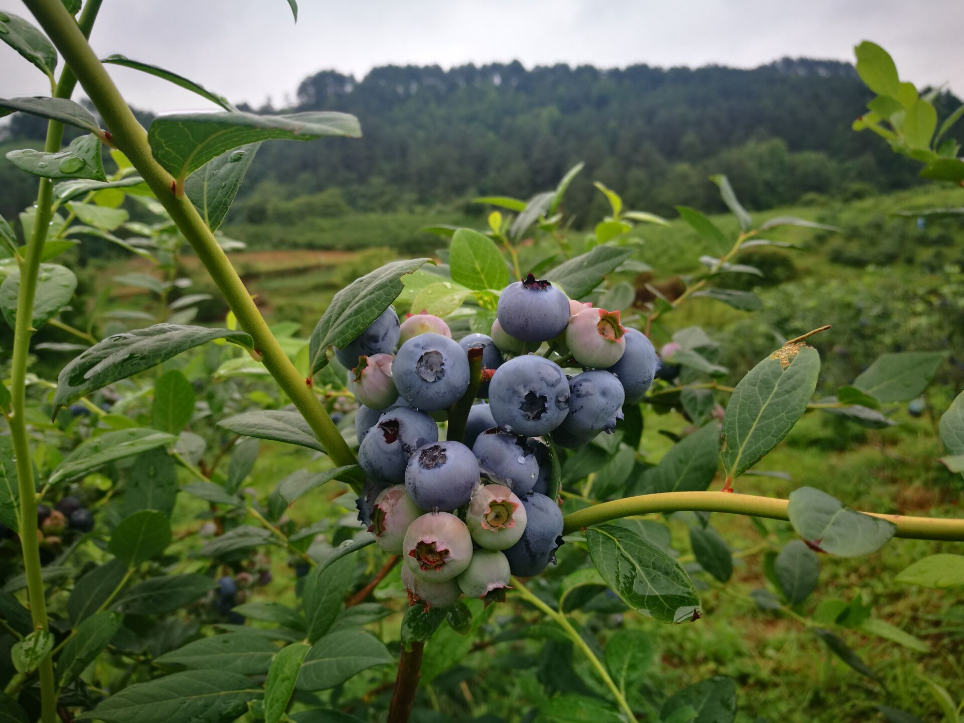 贵州蓝莓种植基地分布 2020年最新商品信息聚合专区 百度爱采购