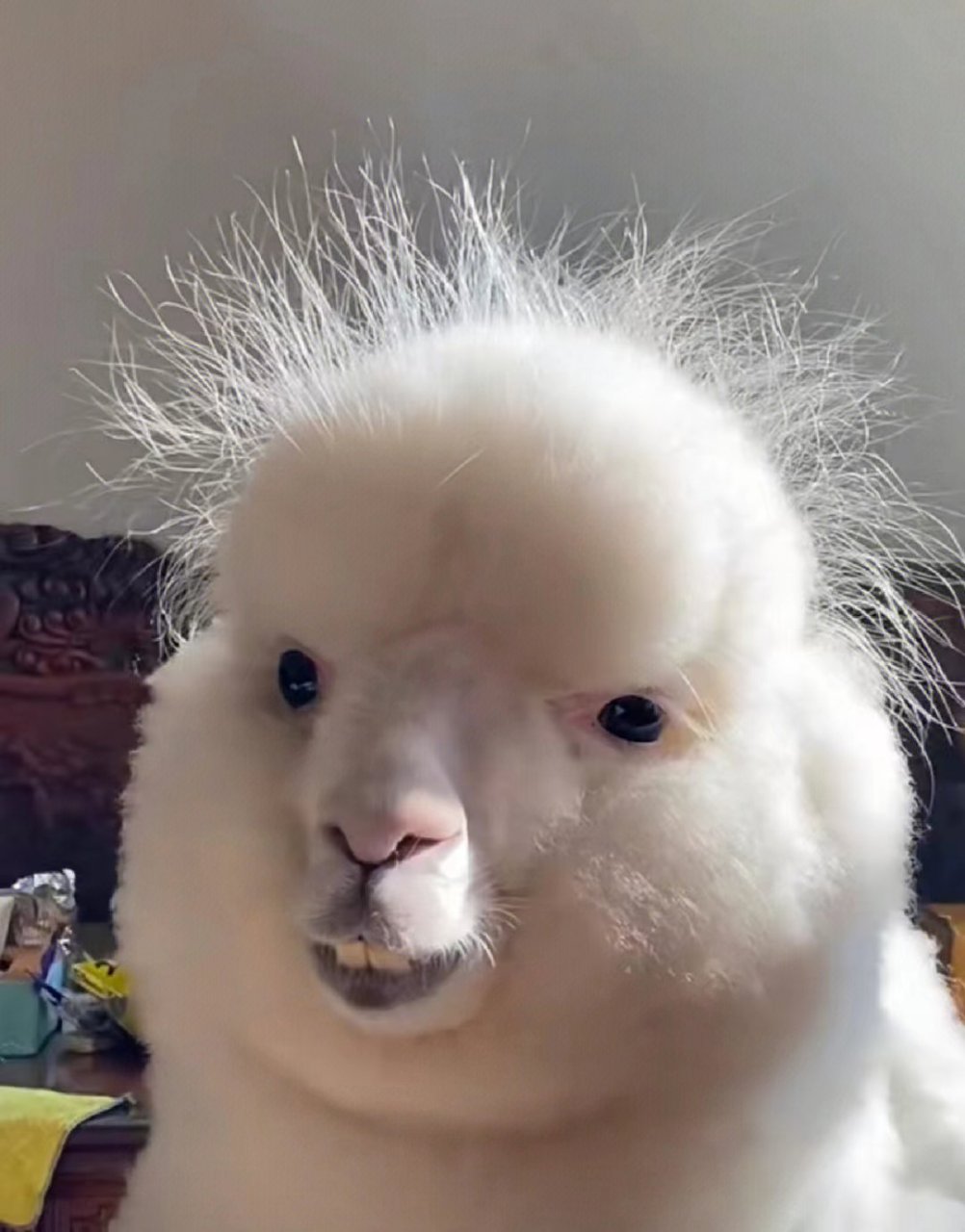 这像不像你日渐稀疏的头发[暗中观察]#趣图搞笑