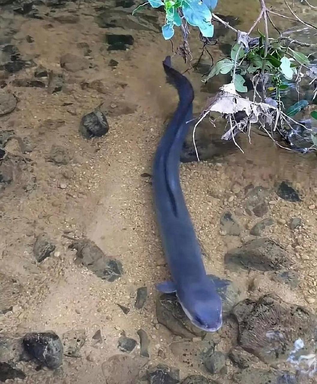 不懂就问,用电电电鳗电鳗会被电电死吗?#趣图搞笑