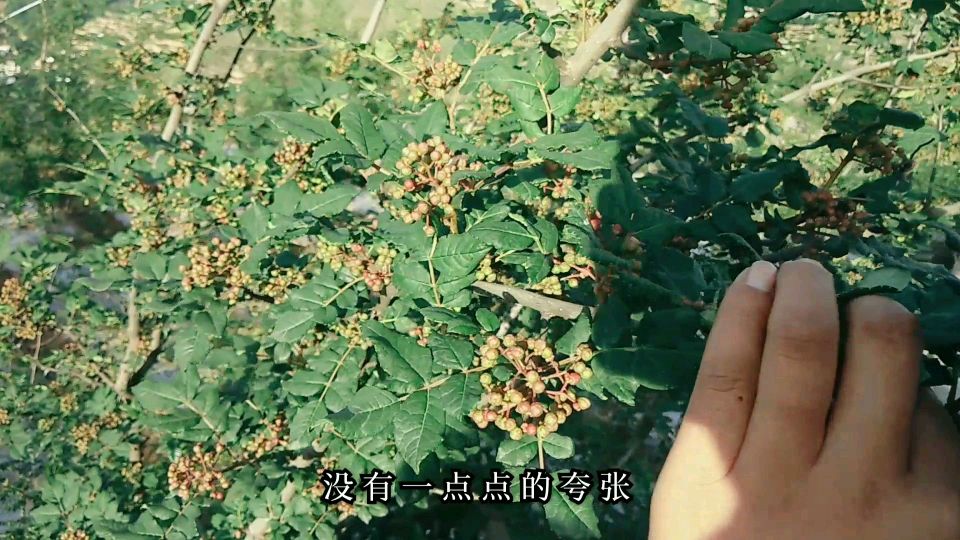 栽种大红袍花椒树其实还有这些细节,毫不保留地分享给大家
