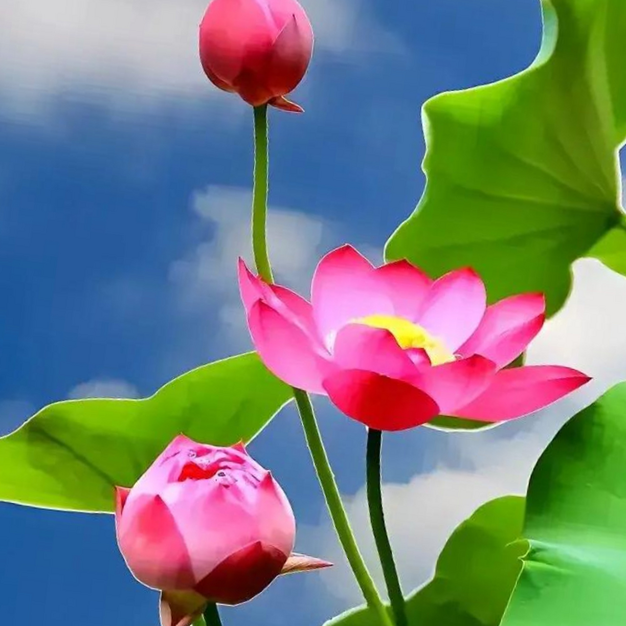 蓝天白云97祥云漂漂90魔都上海       07荷花盛开.清风徐来90