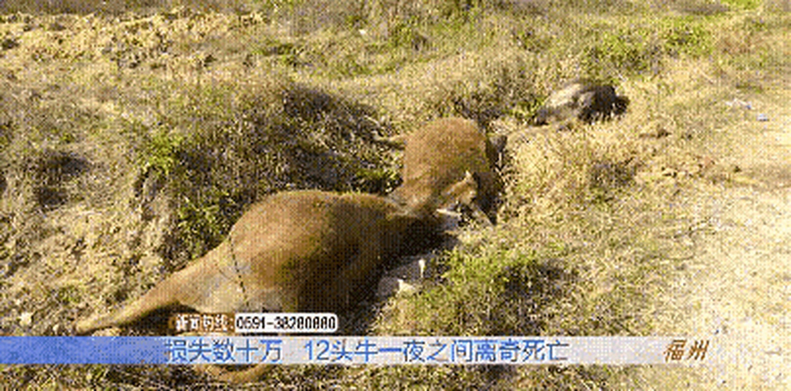 福建省福州市長樂區松下鎮南寨下村,大年初六一大早,農戶陳先生髮現家