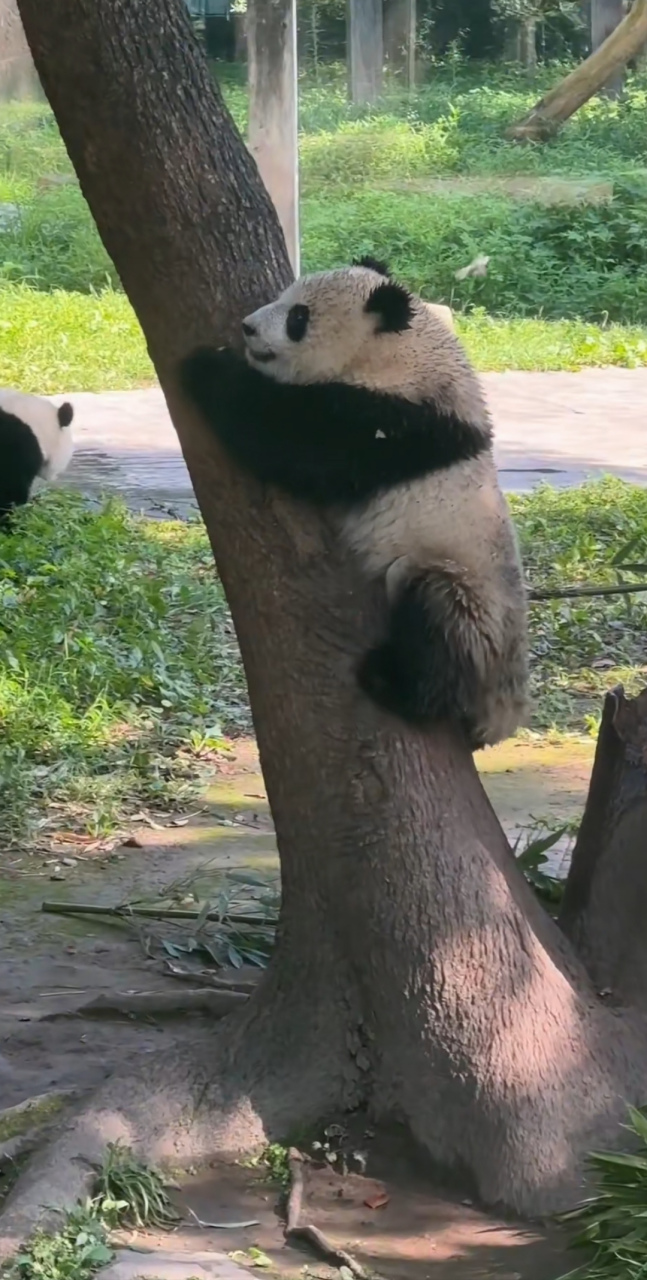 不愧是蔓越莓的孩子93得到他爹真传了[左捂脸]