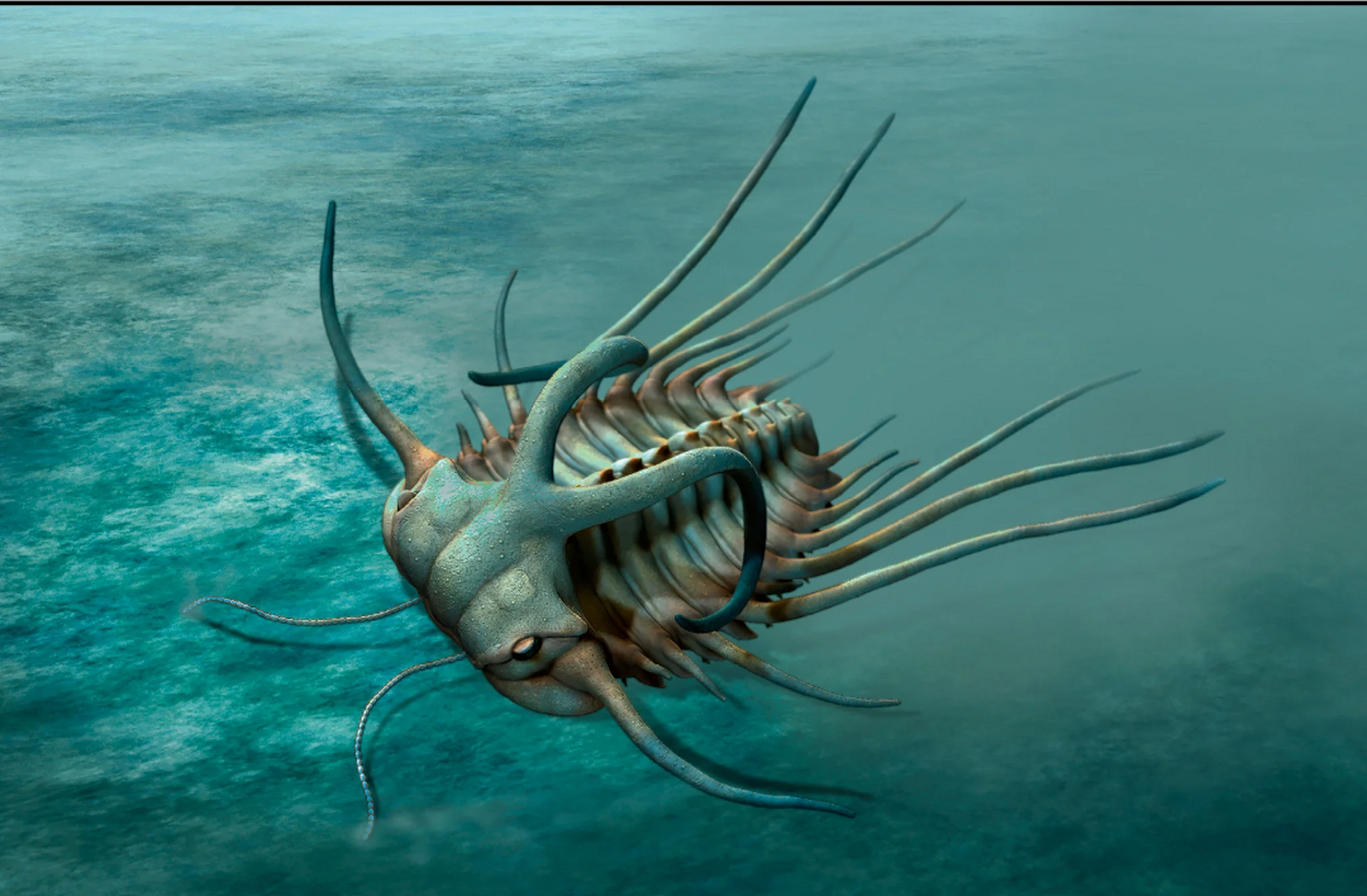 远古生物探秘——畸形双角虫 畸形双角虫是生活在泥盆纪的三叶虫类