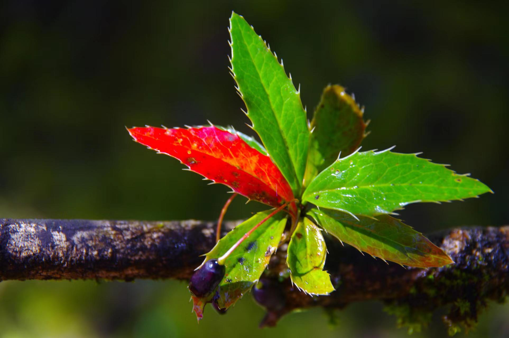 三颗针:民间常用的草药