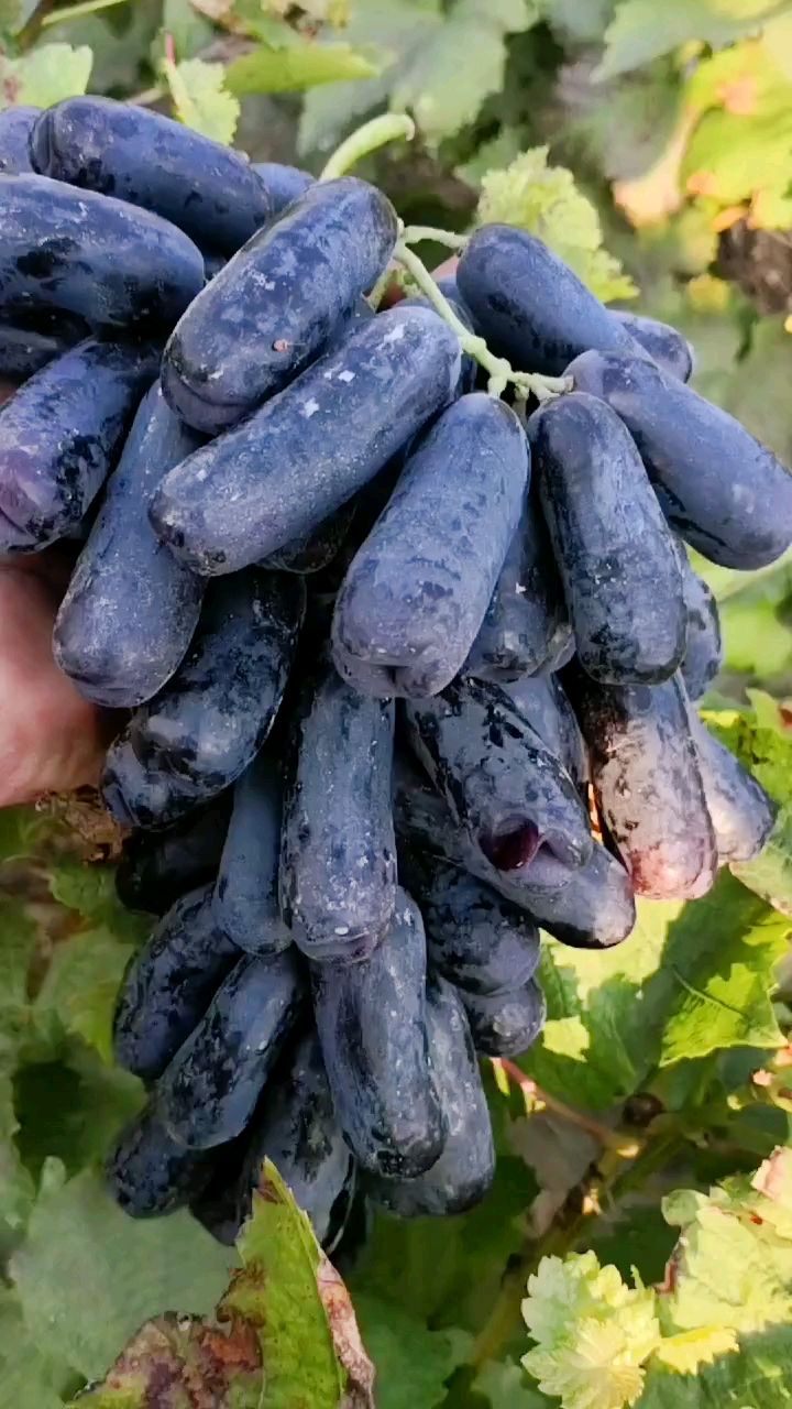 想要种植甜蜜蓝宝石葡萄苗的可以关注我-度小视