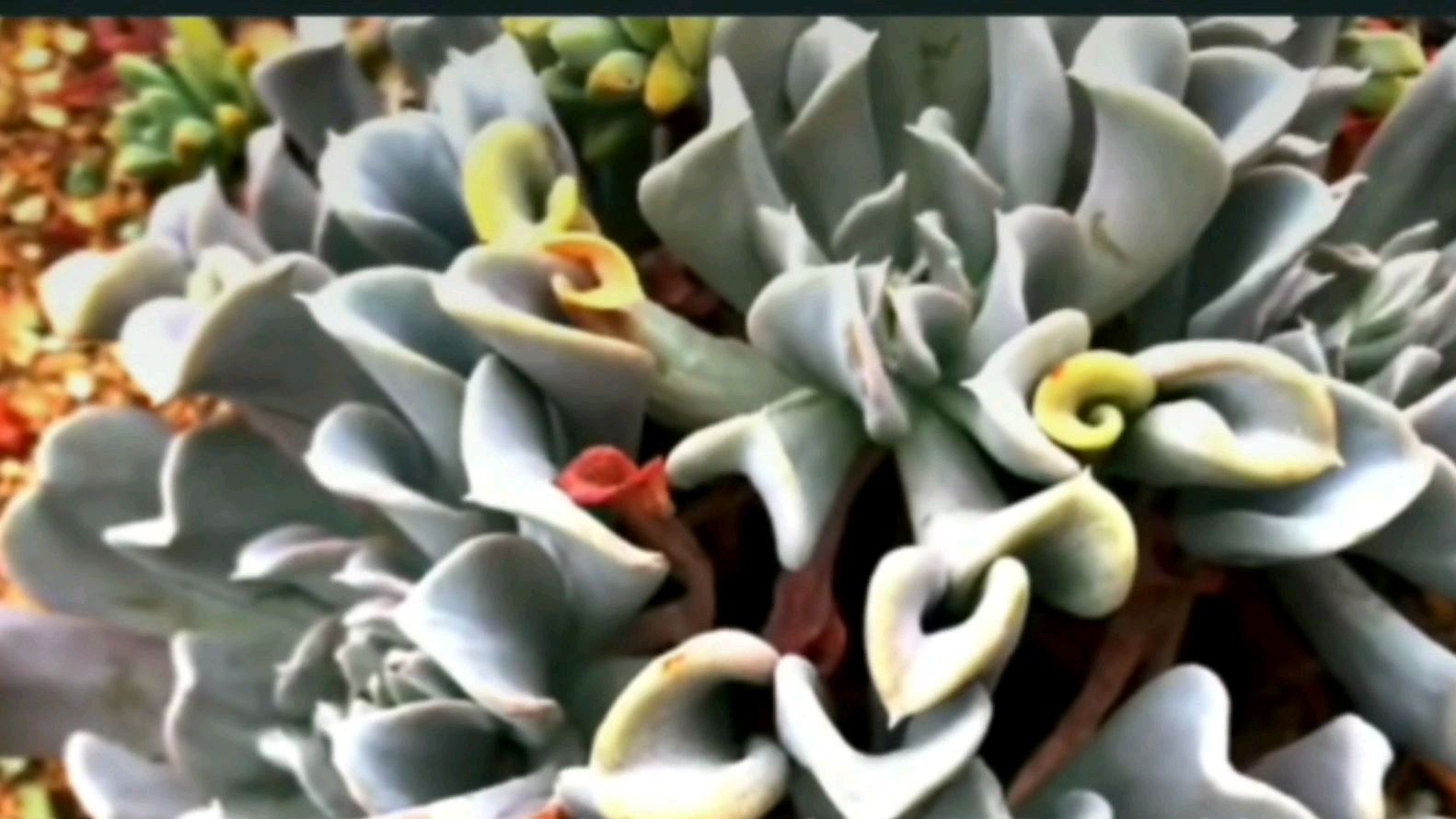 多肉特玉莲叶形扭曲,还美的妖娆,服了它了!