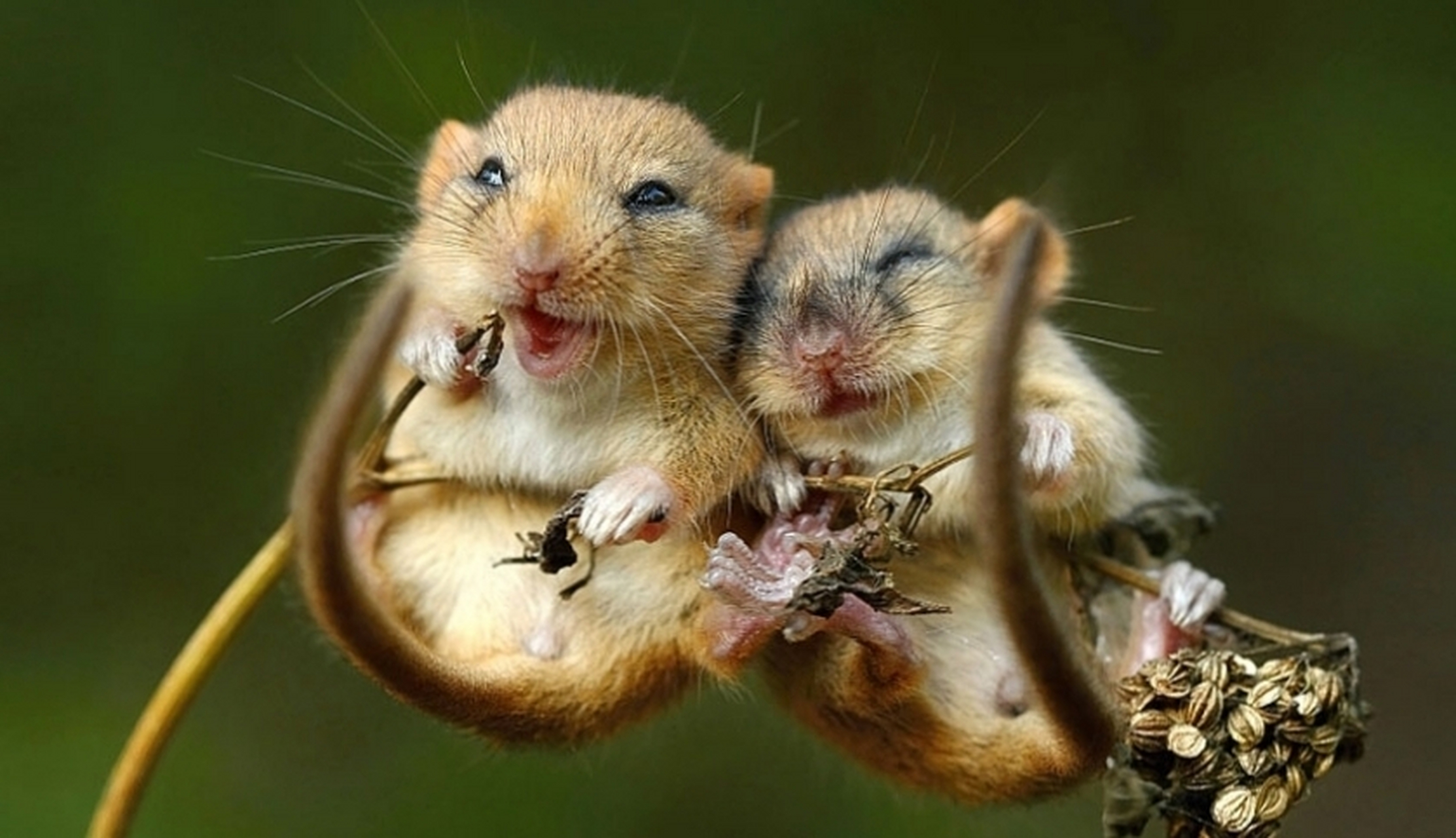 两只老鼠躲在两栋楼之间的缝隙里, 望着路上车水马龙,发着呆.