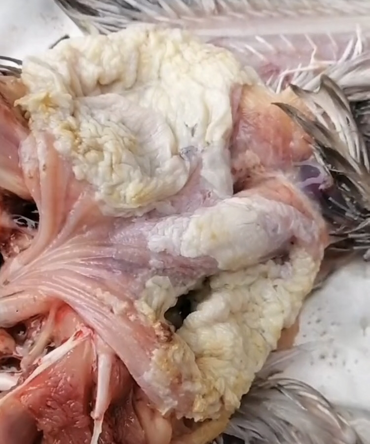 乳鸽积食,嗉囊肿大,口吐酸水是怎么回事?收藏