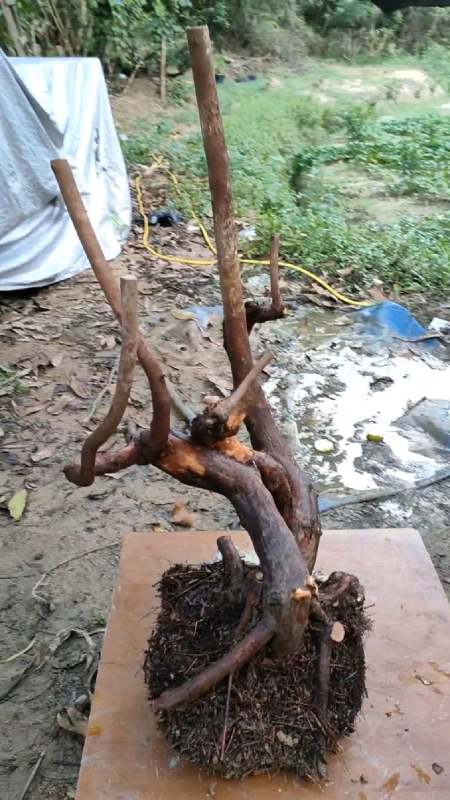 精品"桃金娘"盆景素材,欣赏一下