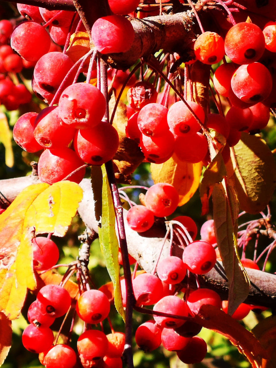 九月动态激励计划# 丰盛海棠  丰盛海棠,落叶小乔木,蔷薇科.