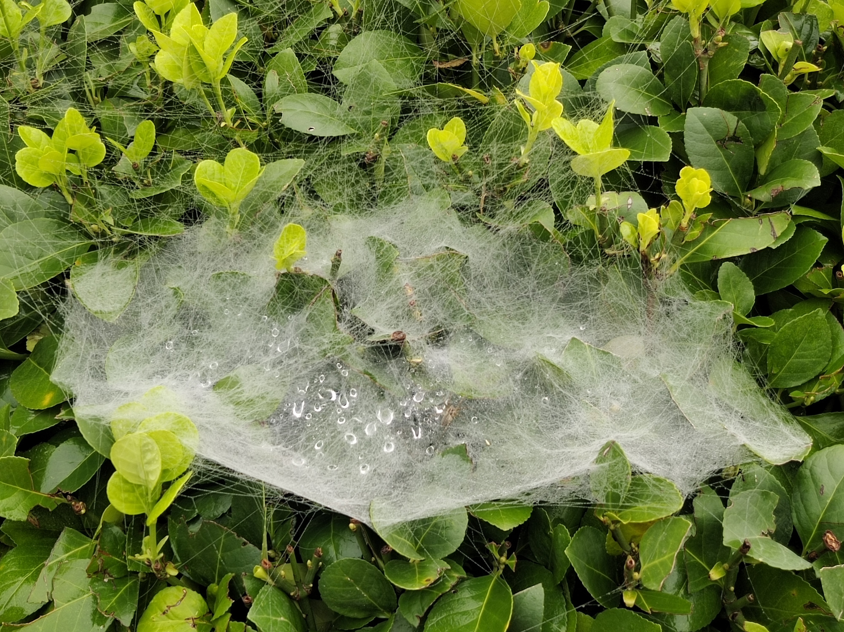 蜘蛛的帐篷和吊床 雨后的冬青丛中,红薯叶子上,蜘蛛大师的杰作清晰