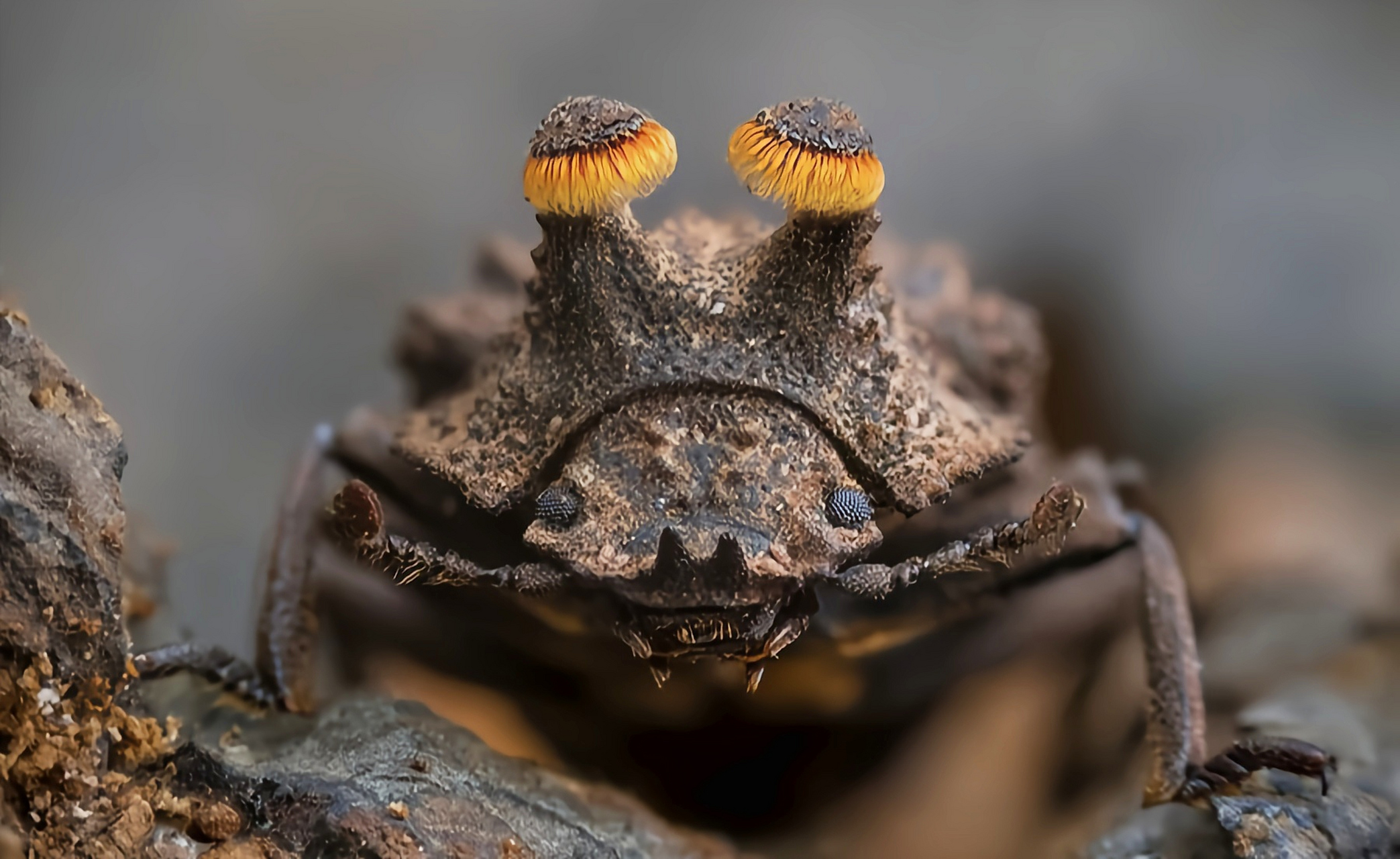 每天认识一种昆虫——角胸菌甲 角胸菌甲又名叉形真菌甲虫,是拟步甲科