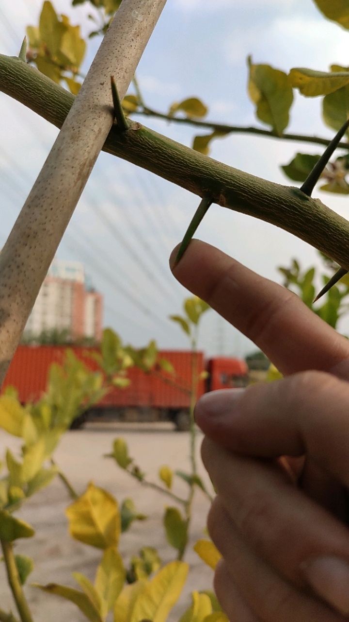 这是什么植物,枝干的刺又尖又长