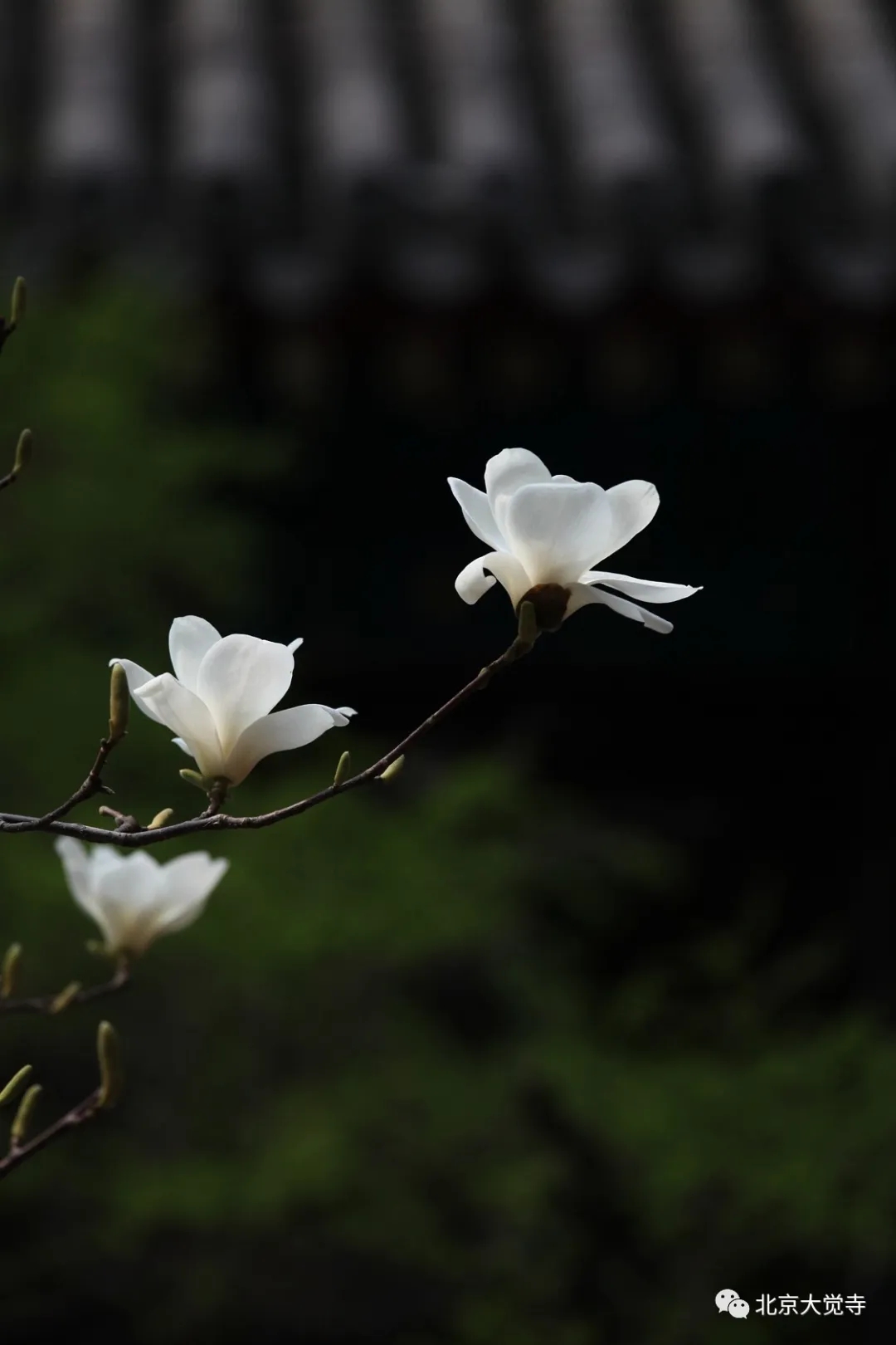 大觉寺玉兰花图片图片