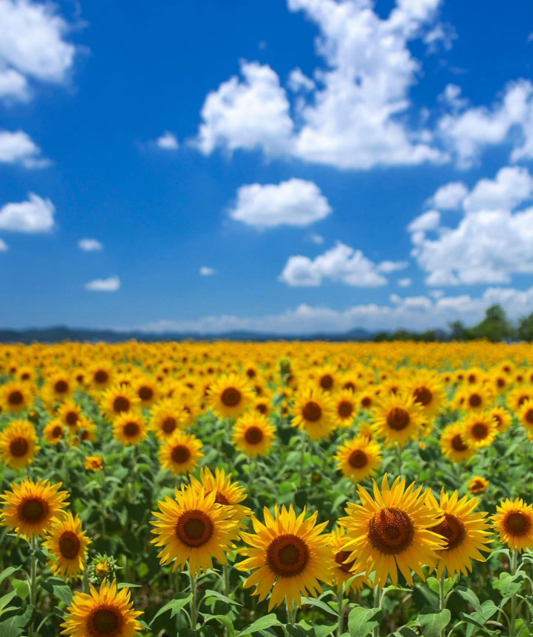 面朝太阳,心纳阳光97 蓝天白云,美丽葵花向太阳.