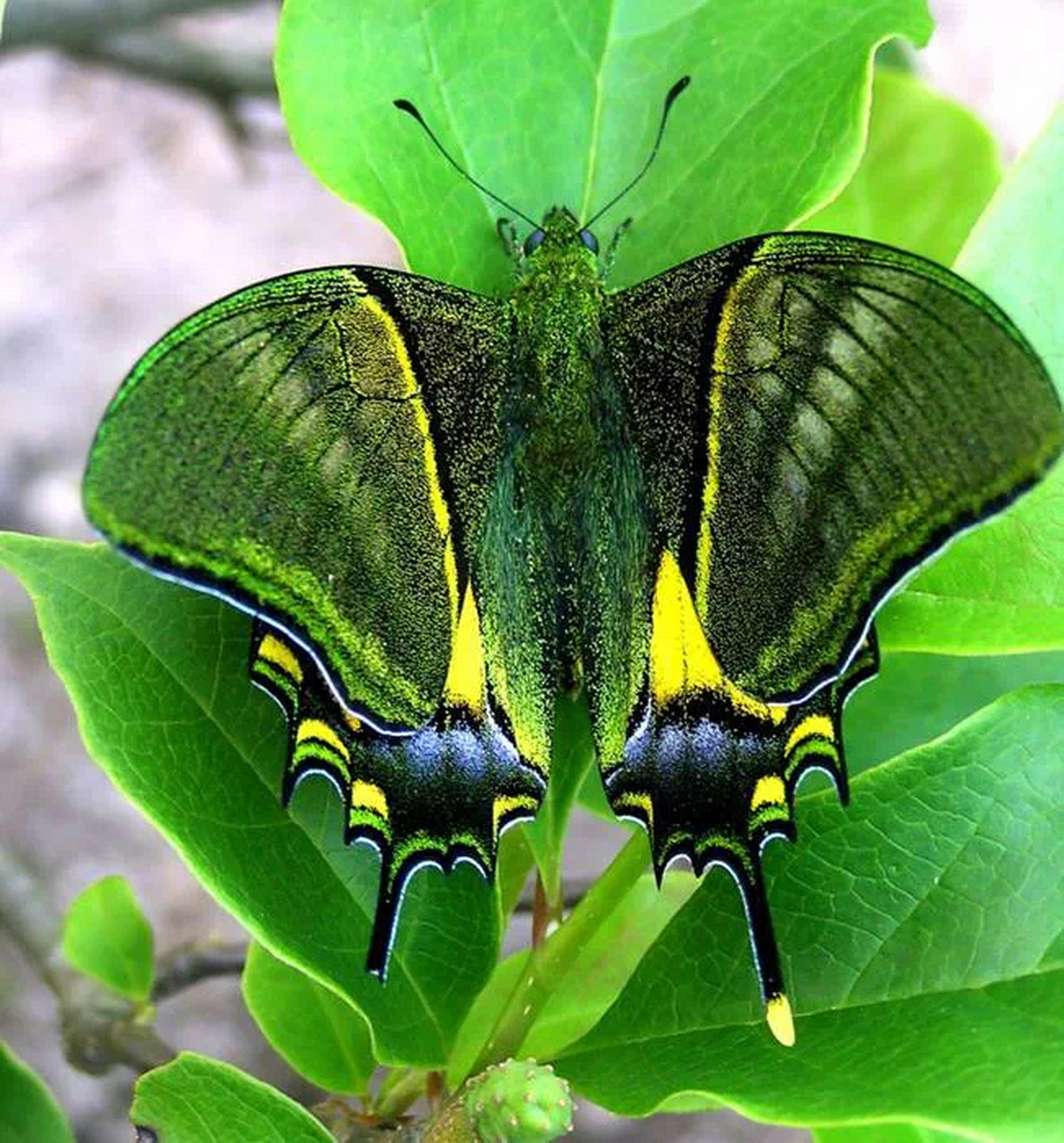 井冈山国家级自然保护区管理局自然保护区金斑喙凤蝶繁育研究基地传