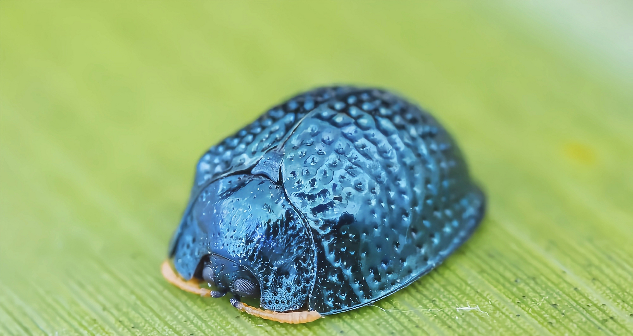 壳是蓝色的虫子图片