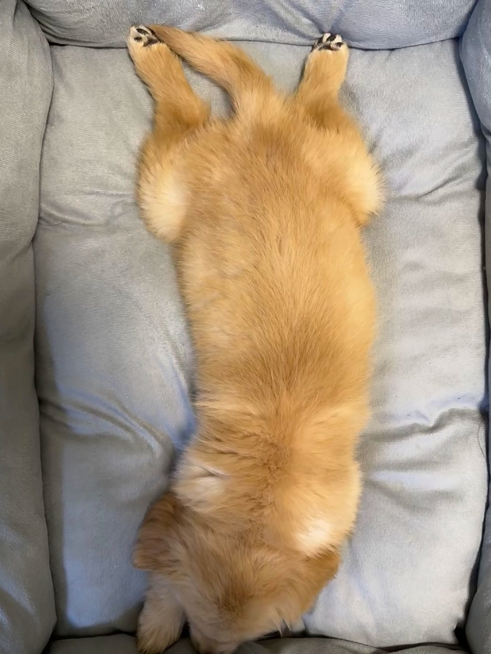 小金毛板鸭趴,太可爱了