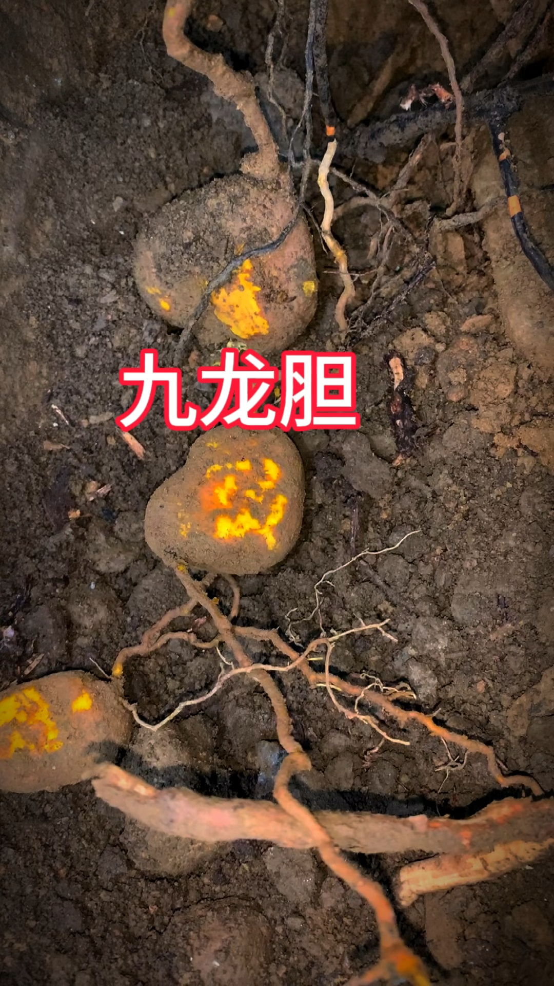 这是我见过最难挖,最苦的植物,地苦胆