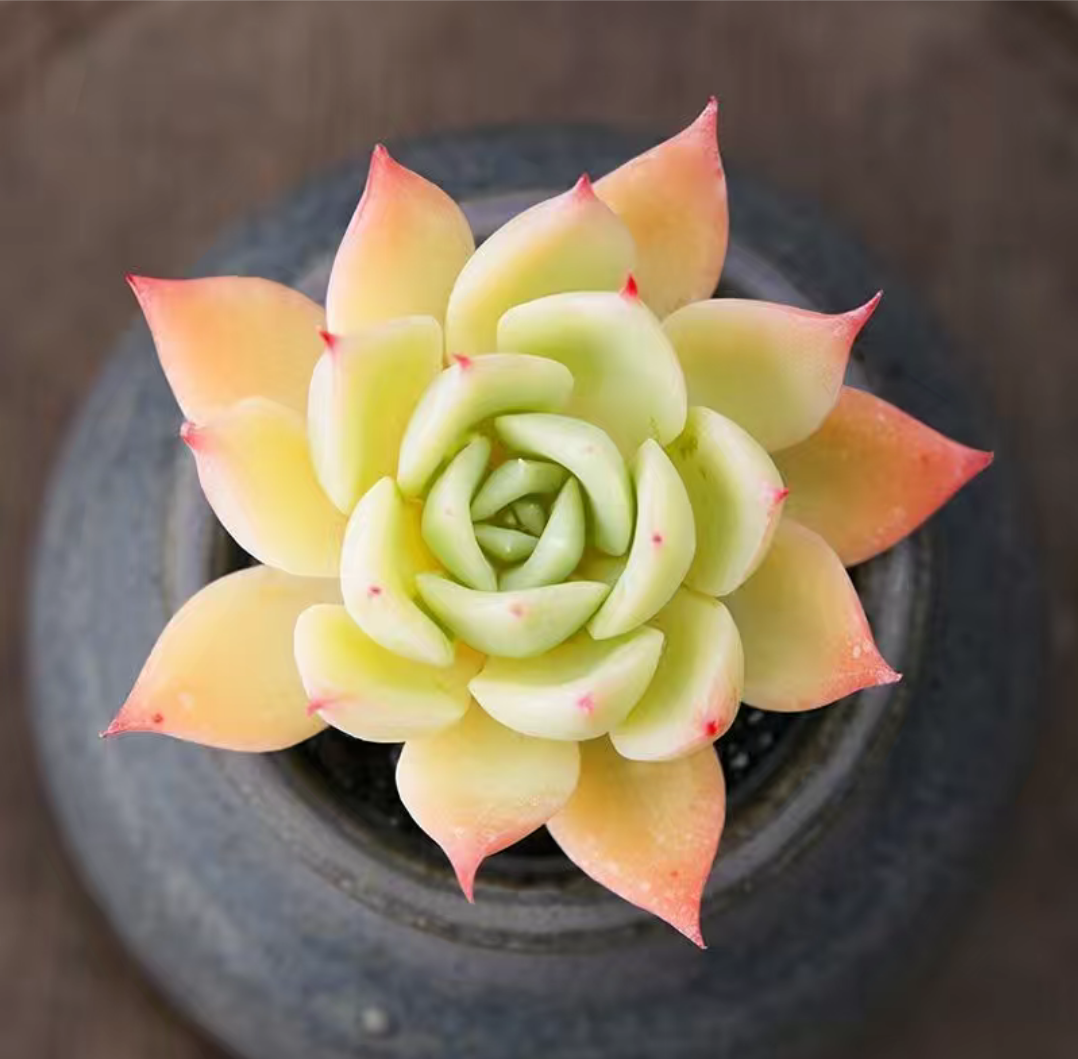 多肉三色堇,掌握2多1少1招,养成手捧花或悬崖桩,比荷花还美