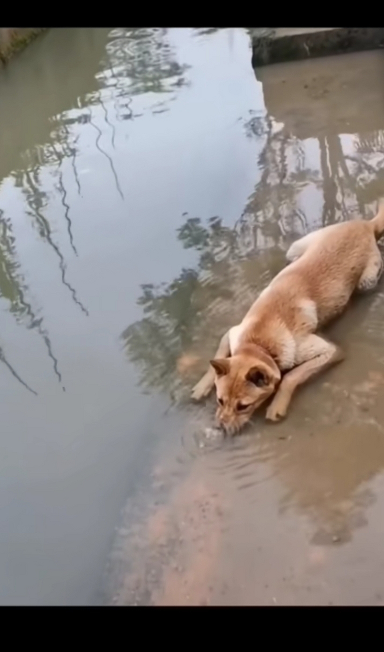 狗子在河边吐泡泡