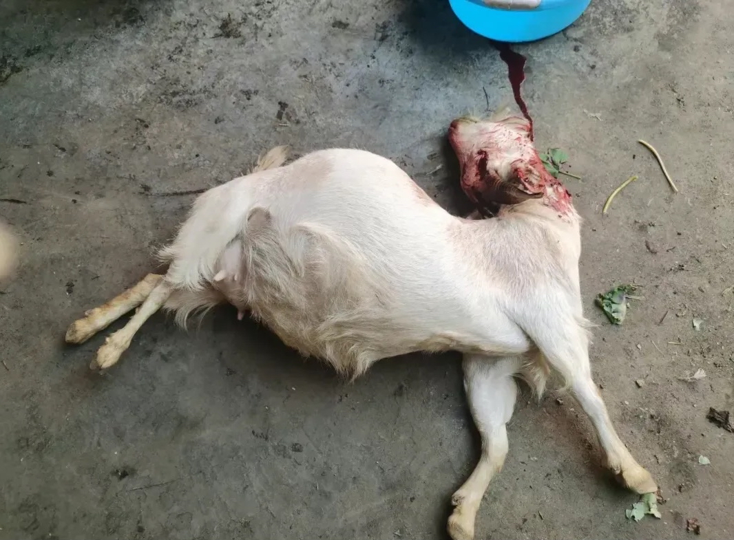 车主自掏腰包赔偿了1500元,但要求拖走羊的尸体回去吃肉