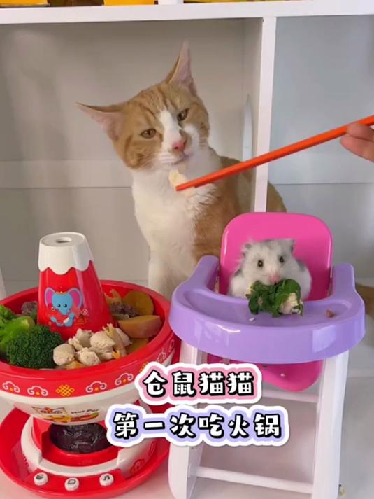 仓鼠小猫特效图片