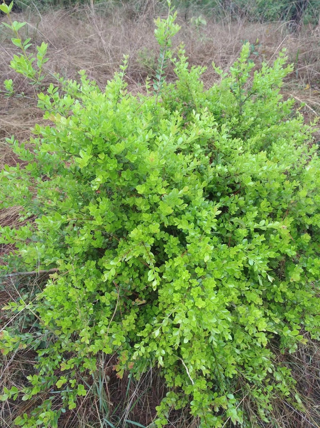 野生赤楠,叶子全年绿色的,可以观赏植物,网友喜欢吗?