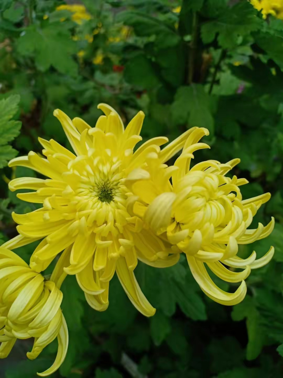 菊花, 清芳怡人,花中隱士,秋之