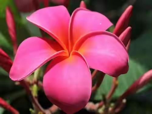 每日拾花:(一)男人花,你见过吗?