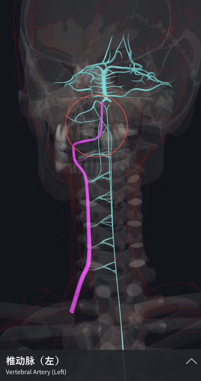 这是我们的椎动脉,首先,椎动脉型颈椎病一直证据不足,而且椎动脉容易