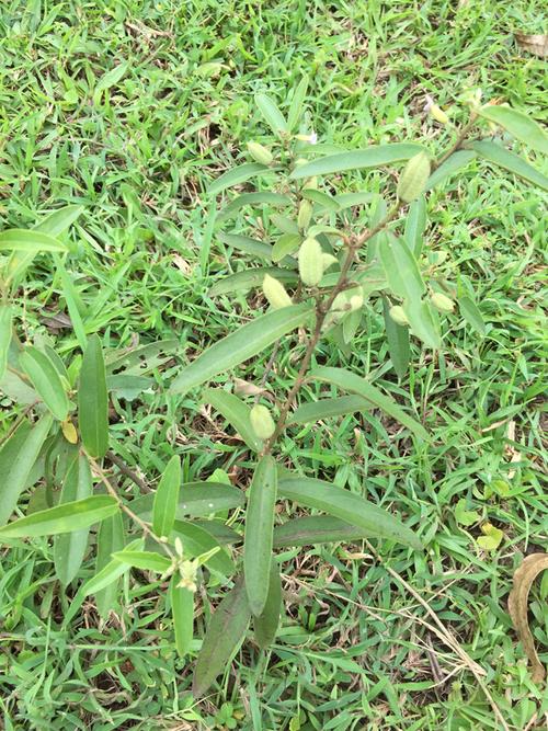 山芝麻草药功效图片图片