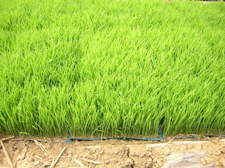 水稻育苗秧盘 - 2020年最新商品信息聚合专区 - 百度爱采购