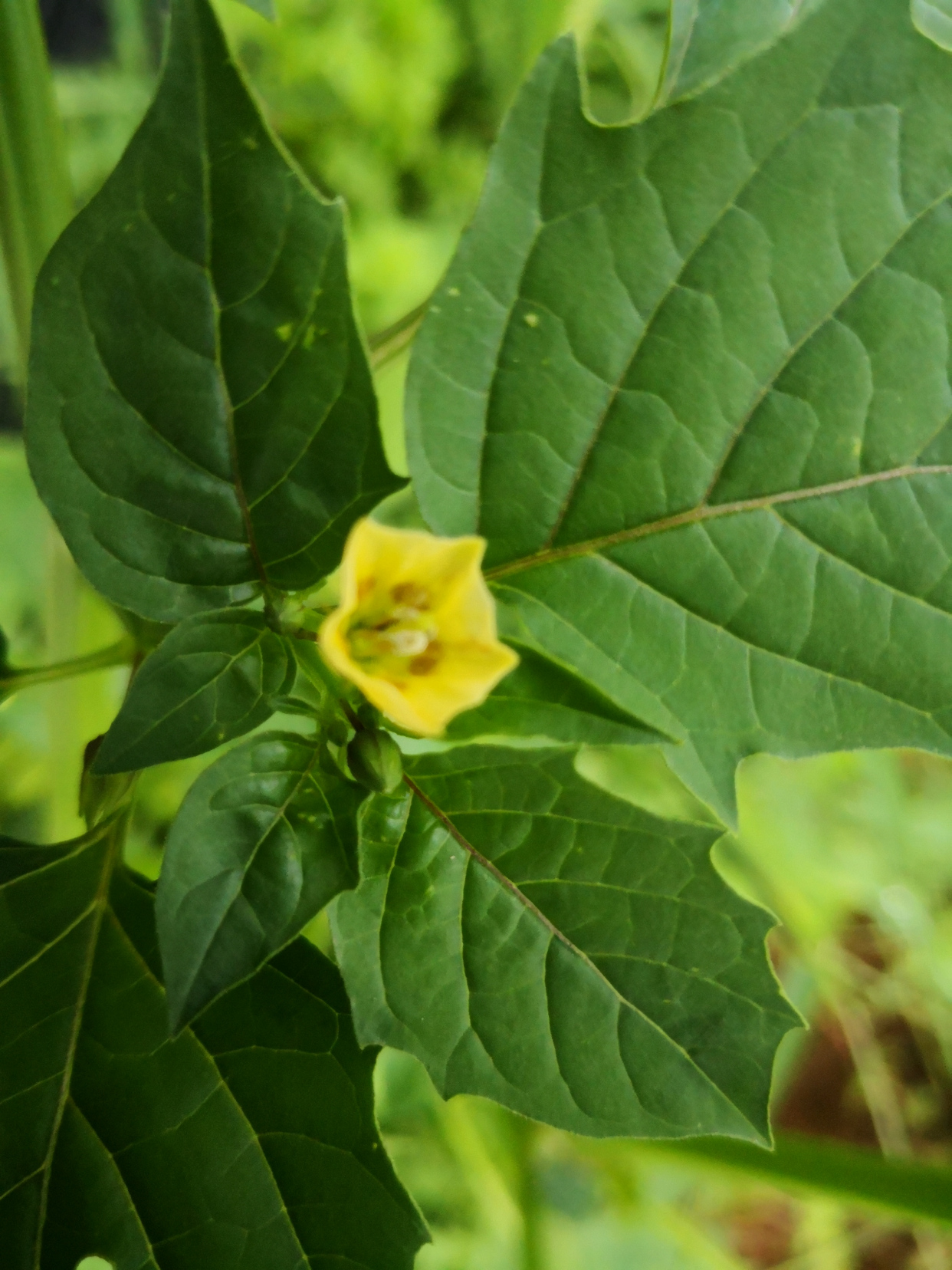 苦蘵(zhi:挂着灯笼的草本植物