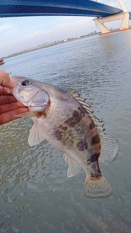 线绷直中鱼就是这么简单路亚鳜鱼