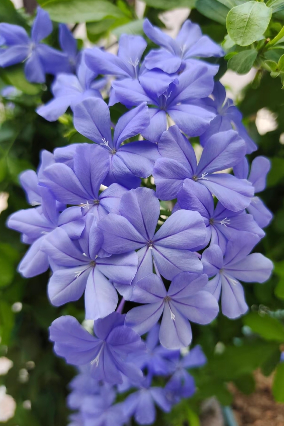 美丽的蓝花丹,清新淡雅,娇滴滴,美不胜收