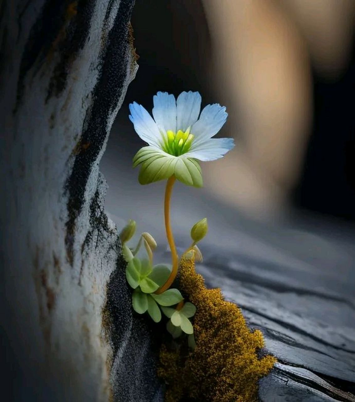 漂亮坚强的小花#摄影# #中国美景大赏