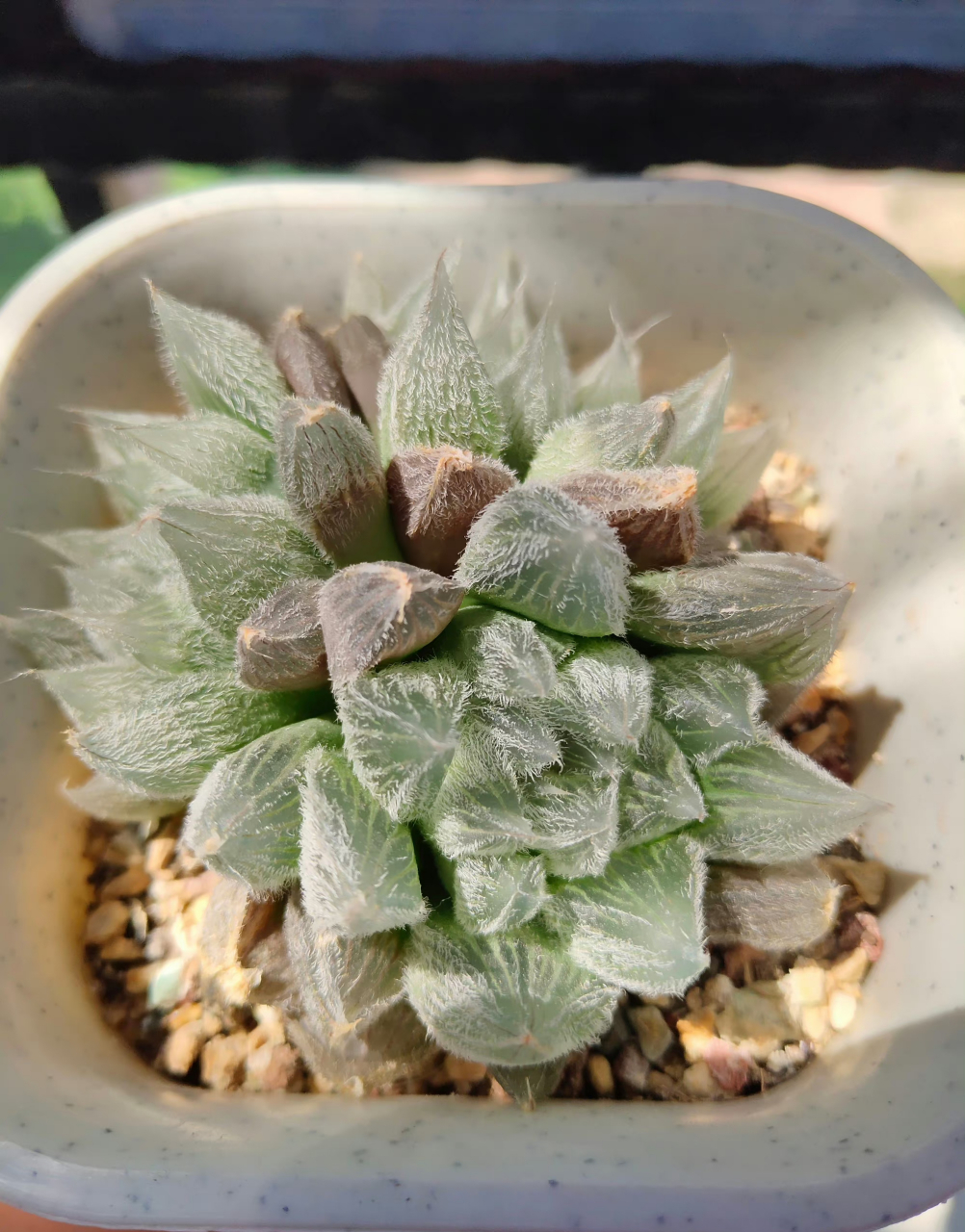 多肉十二卷  西山寿 毛玉露 黑肌玉露 雪花玉露 玉扇 樱水晶 阿寒湖