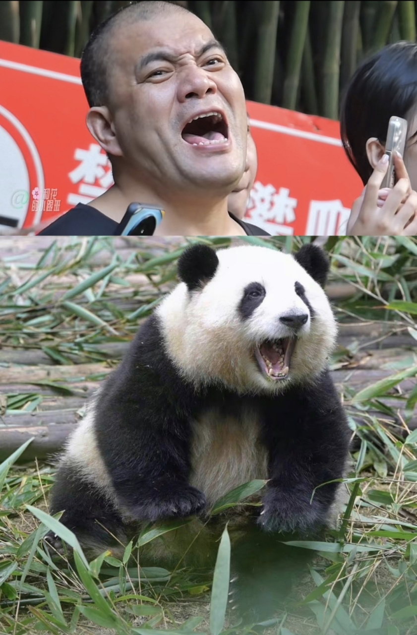 斜眼笑熊猫图片