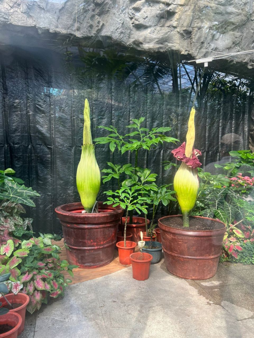 "揭秘世界最臭花泰坦魔芋"它的神秘传说与孤独而短暂  它叫泰坦魔芋