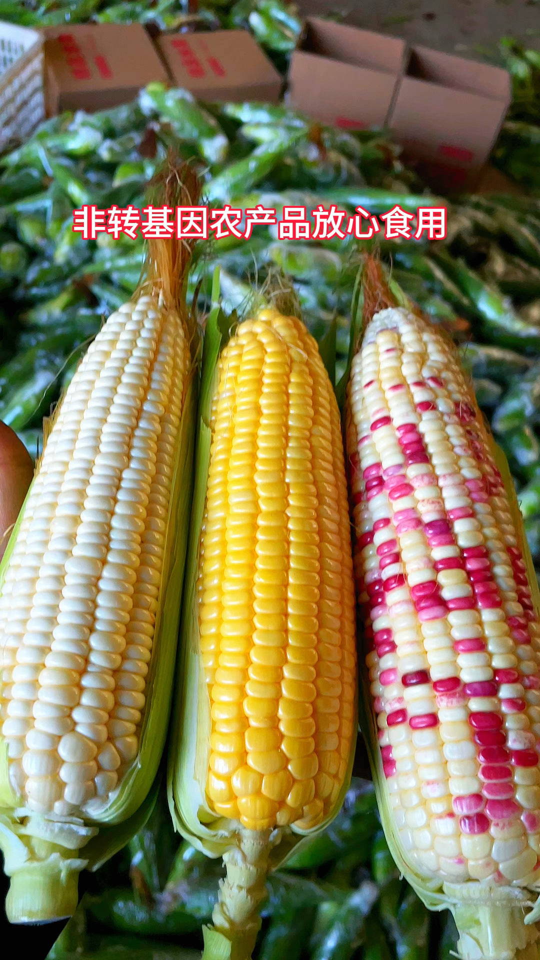 广西老品种花糯玉米,软糯香甜.