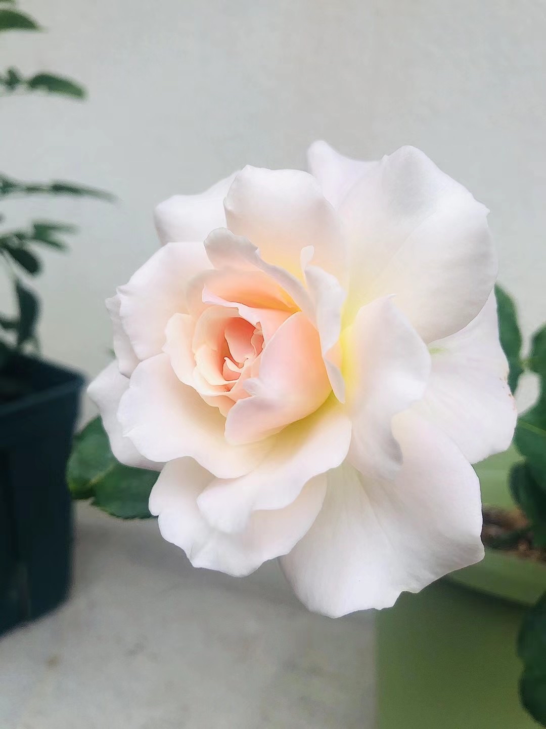 河本纯子的闪闪发光