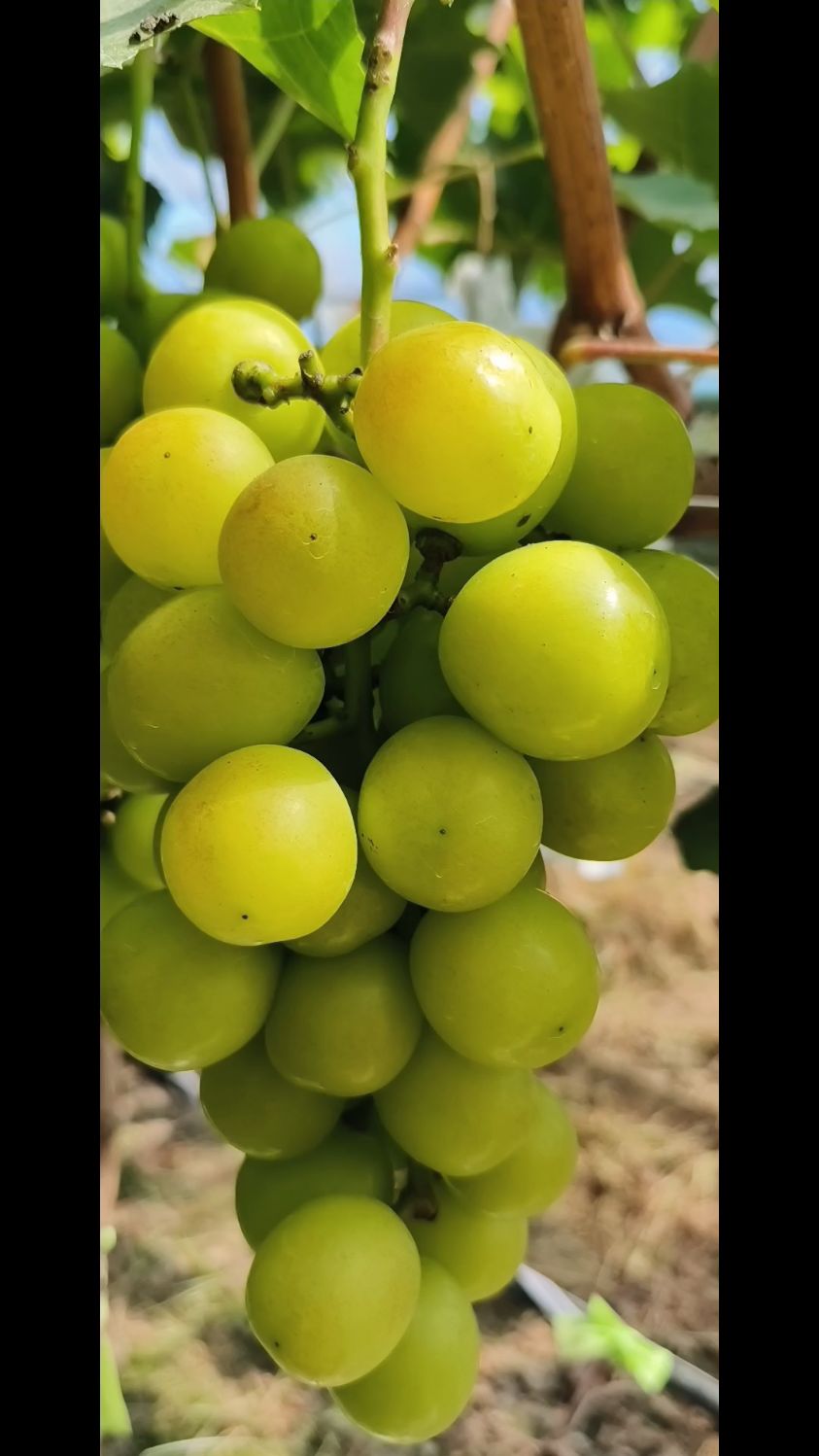 我家的晴王葡萄成熟了,有机种植哦,果果之间有空,口感香甜刚刚好-度小